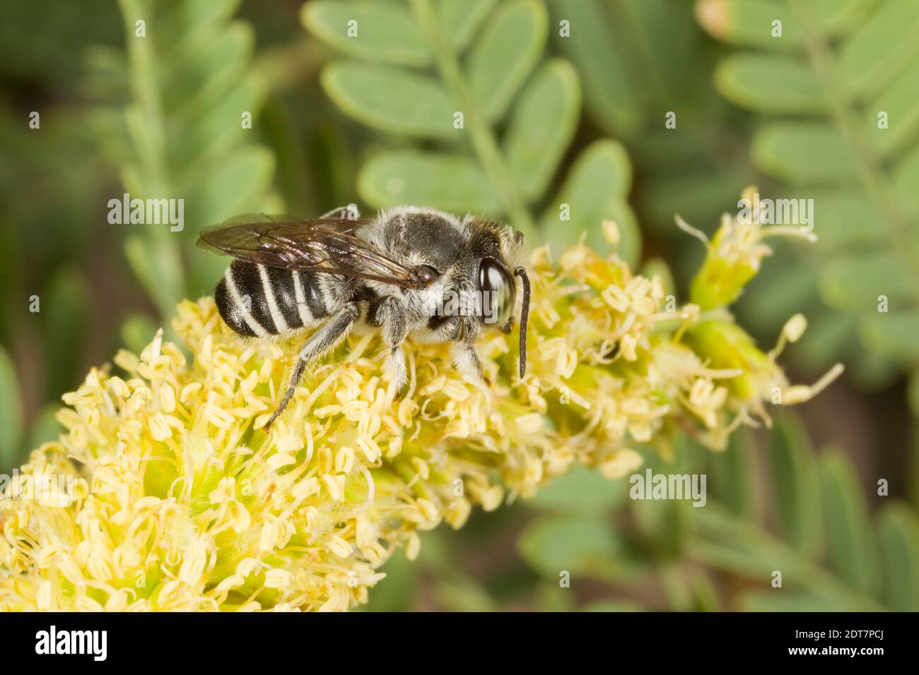 Leafcutter Bee male, Megachile gentilis, Megachilidae. Body Length 9 mm. Nectaring at Velvet Mesquite, Prosopis velutina, Fabaceae. Stock Photo