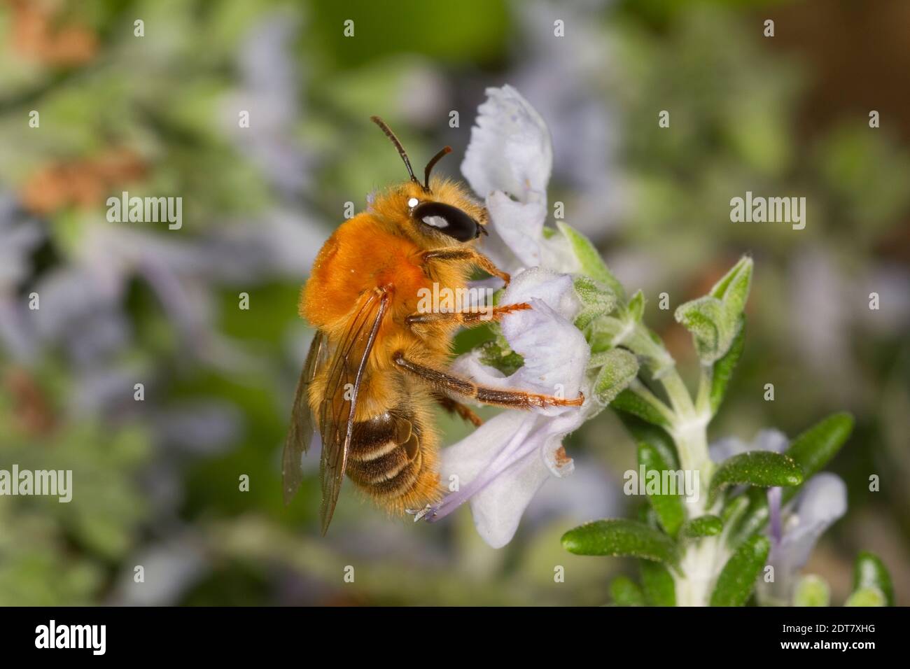 Elegant feather tongue bee hires stock photography and images Alamy