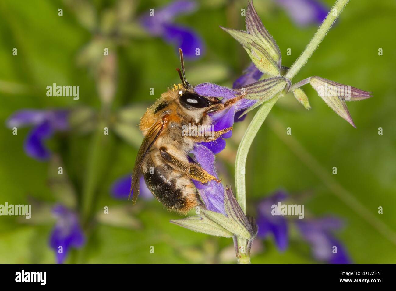 Elegant feather tongue bee hires stock photography and images Alamy