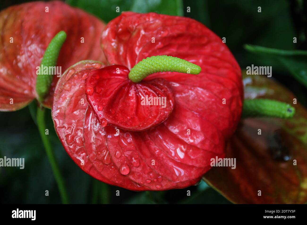 Painters palette plant hires stock photography and images Alamy
