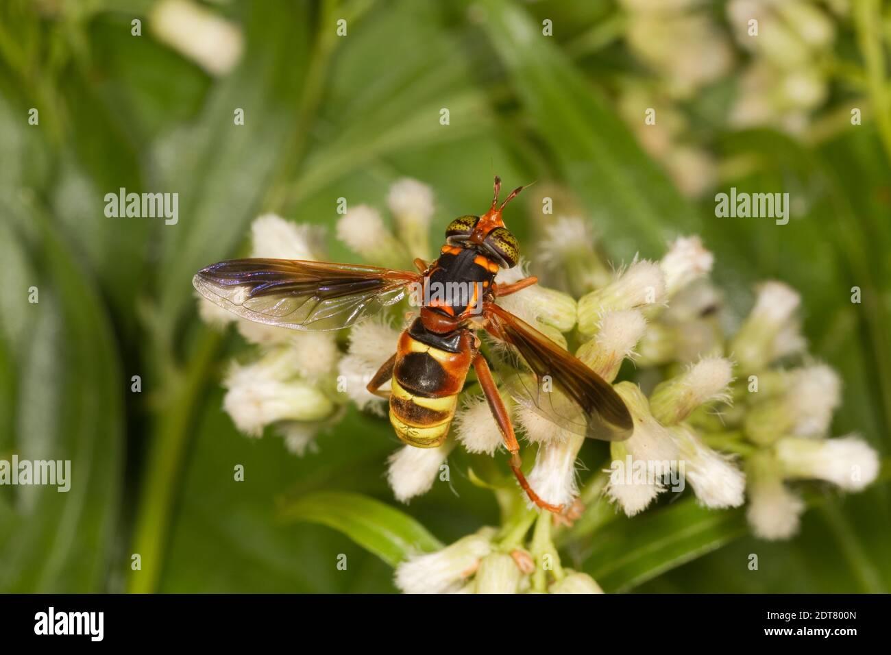 Syrphid Fly female, Spilomyia kahli, Syrphidae. Body Length 15 mm. Nectaring at Mule-fat, Baccharis salcifolia, Asteraceae. Wasp mimic. Stock Photo