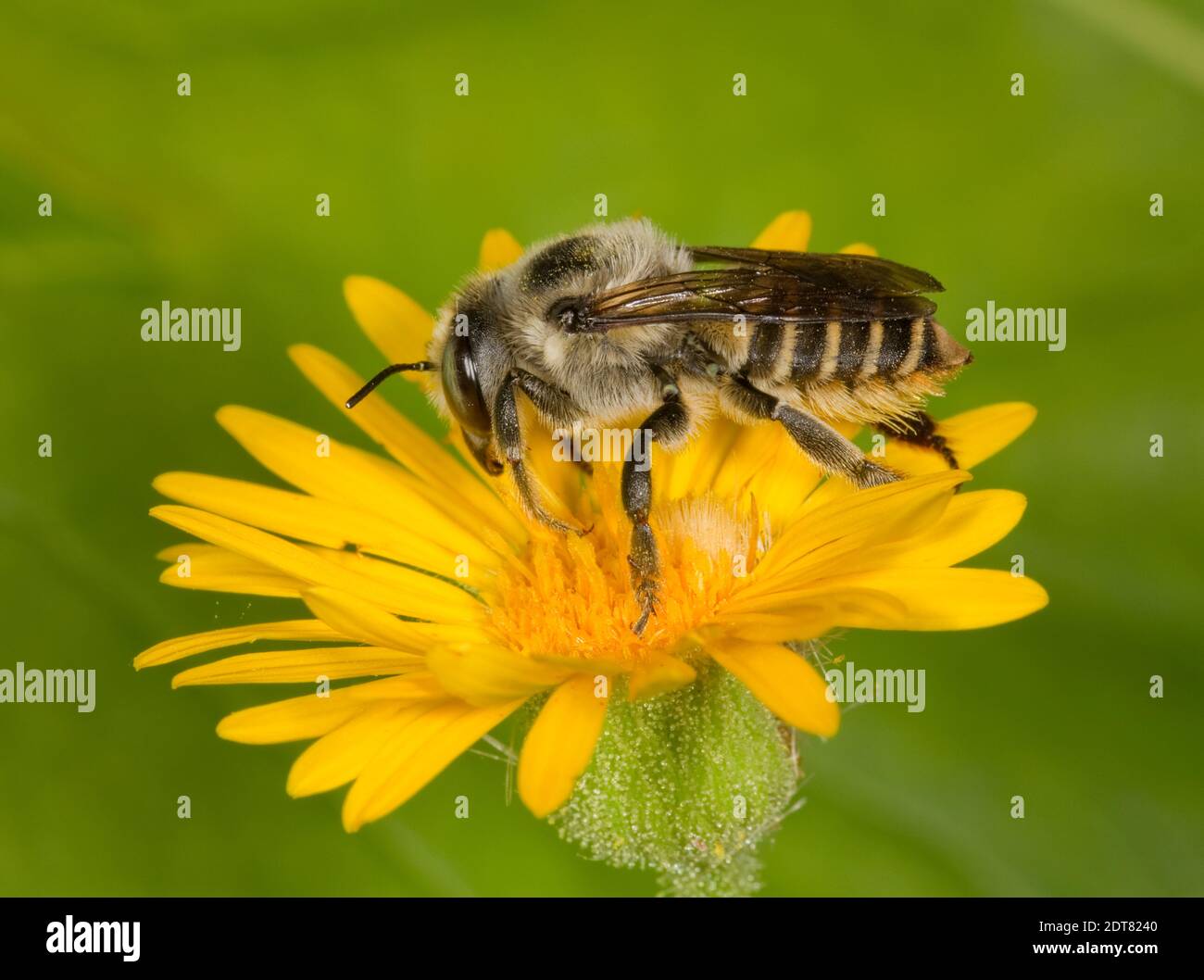 Parallel Leaf-cutter Bee female, Megachile parallela, Megachilidae. Body Length 14 mm. Nectaring at Camphorweed, Heterotheca subaxillaris, Asteraceae. Stock Photo