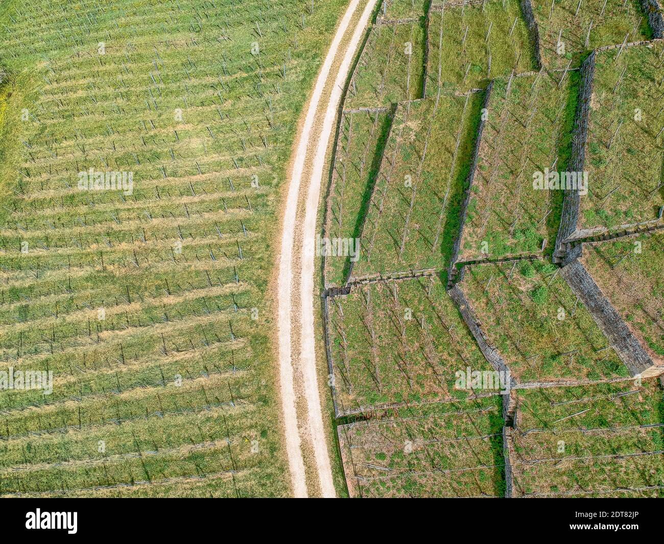 High Angle View Of Vinyard Germany Stock Photo