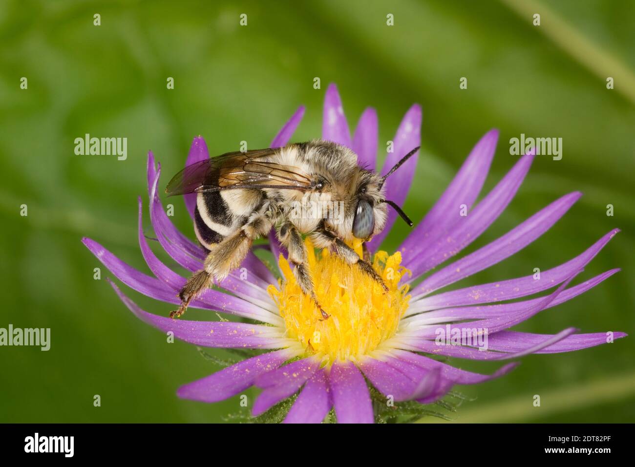 Urbane Digger Bee female, Anthophora urbana, Apidae. Body Length 13 mm. Nectaring at purple aster. Stock Photo