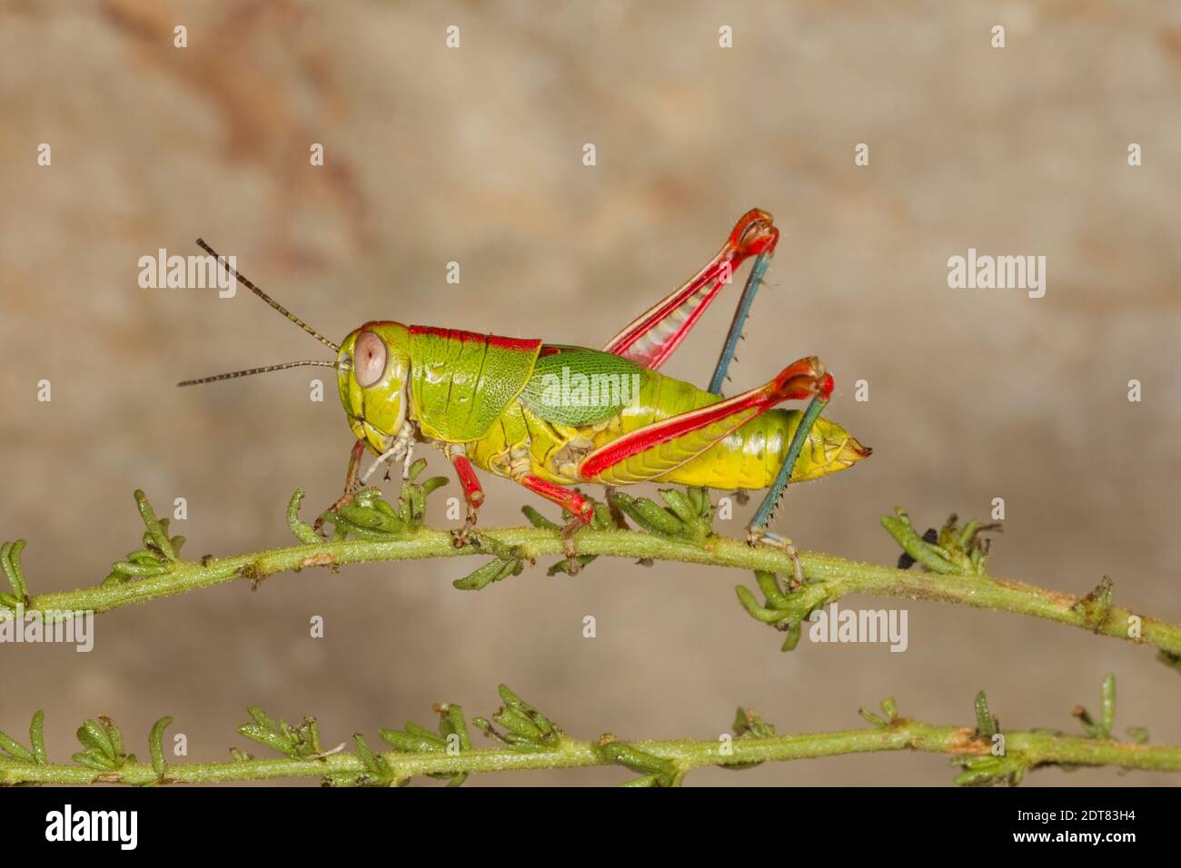 Atascosa Gem Grasshopper female, Aztecacris gloriosus, Acrididae. Body Length 25 mm. Collected 10-6-19 by Tom Miscione. Stock Photo
