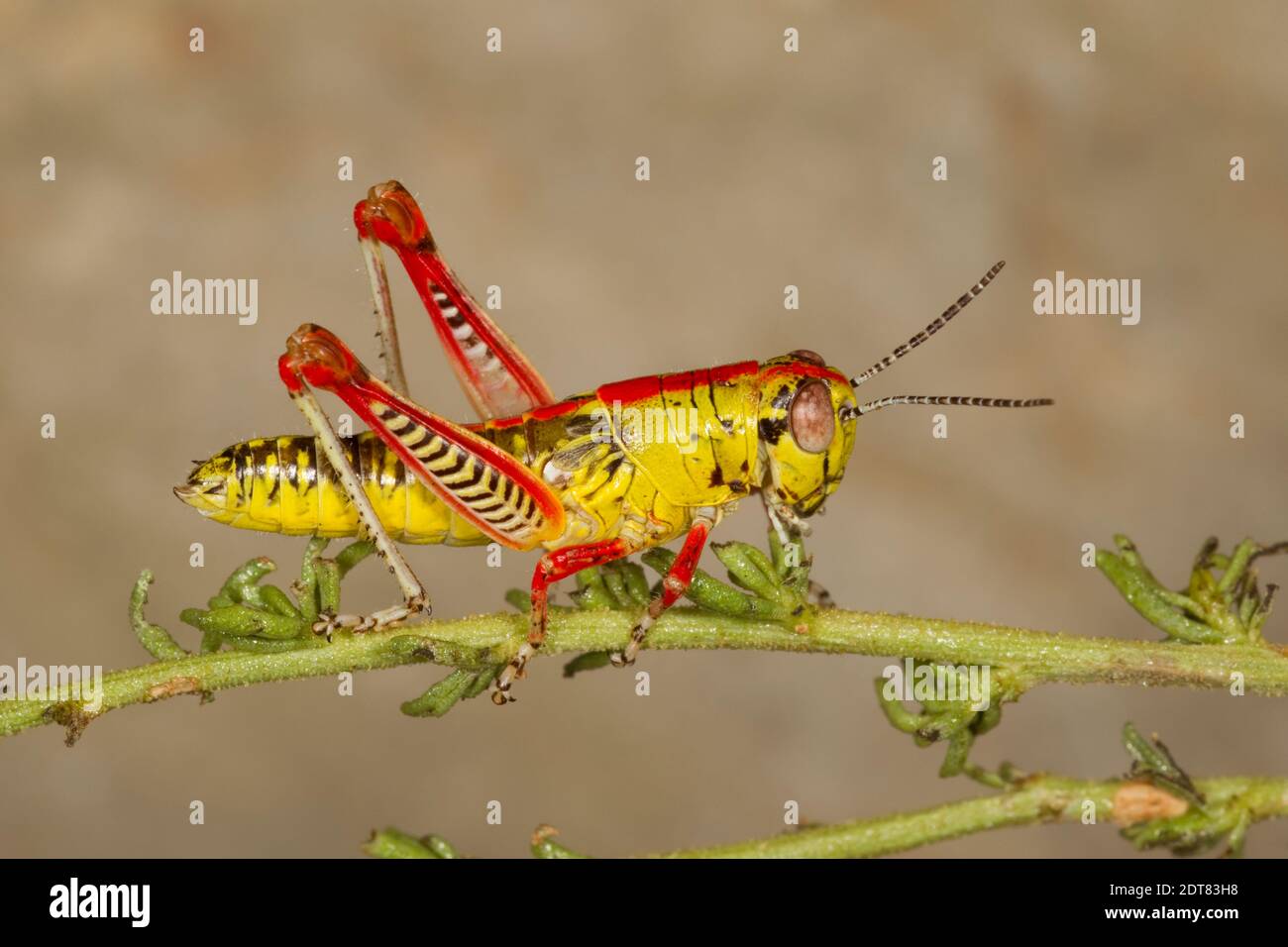 Atascosa Gem Grasshopper female nymph, Aztecacris gloriosus, Acrididae. Body Length 19 mm. Stock Photo