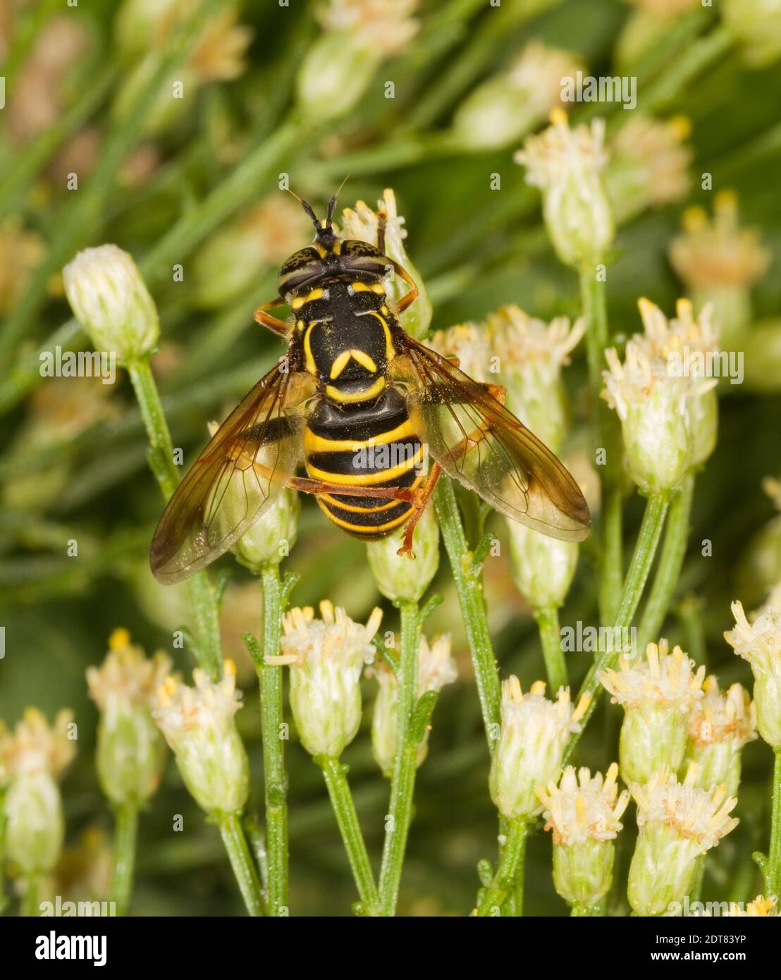 Syrphid Fly female, Spilomyia crandalli, Syrphidae. Body Length 15 mm. Nectaring at Desert Broom, Baccharis sarothroides, Asteraceae. Stock Photo