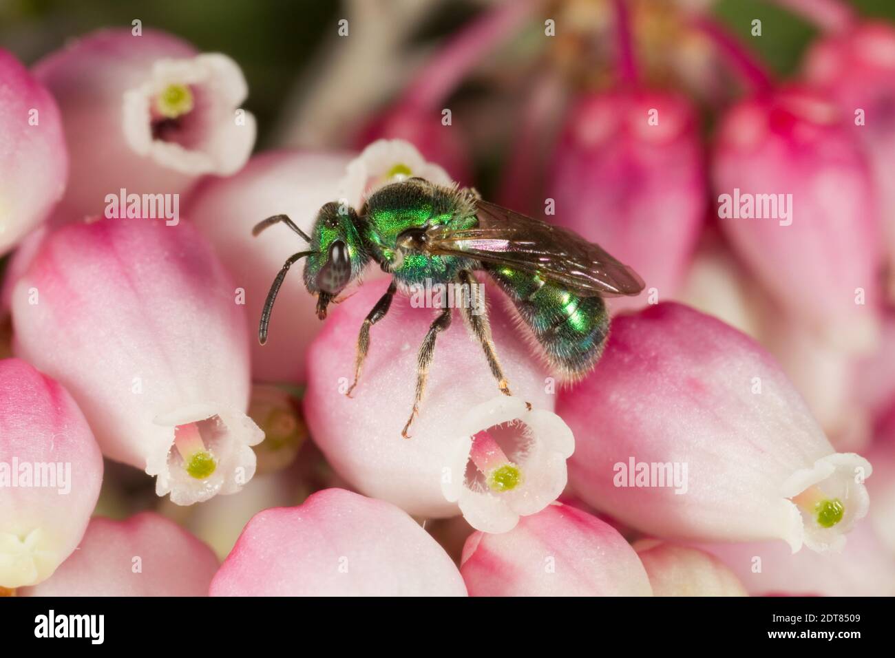 Sweat Bee female, Augochlorella neglectula, Halictidae. Body Length 7 mm. Nectaring at Pointleaf Manzanita, Arctostaphylos pungens, Ericaceae. Stock Photo
