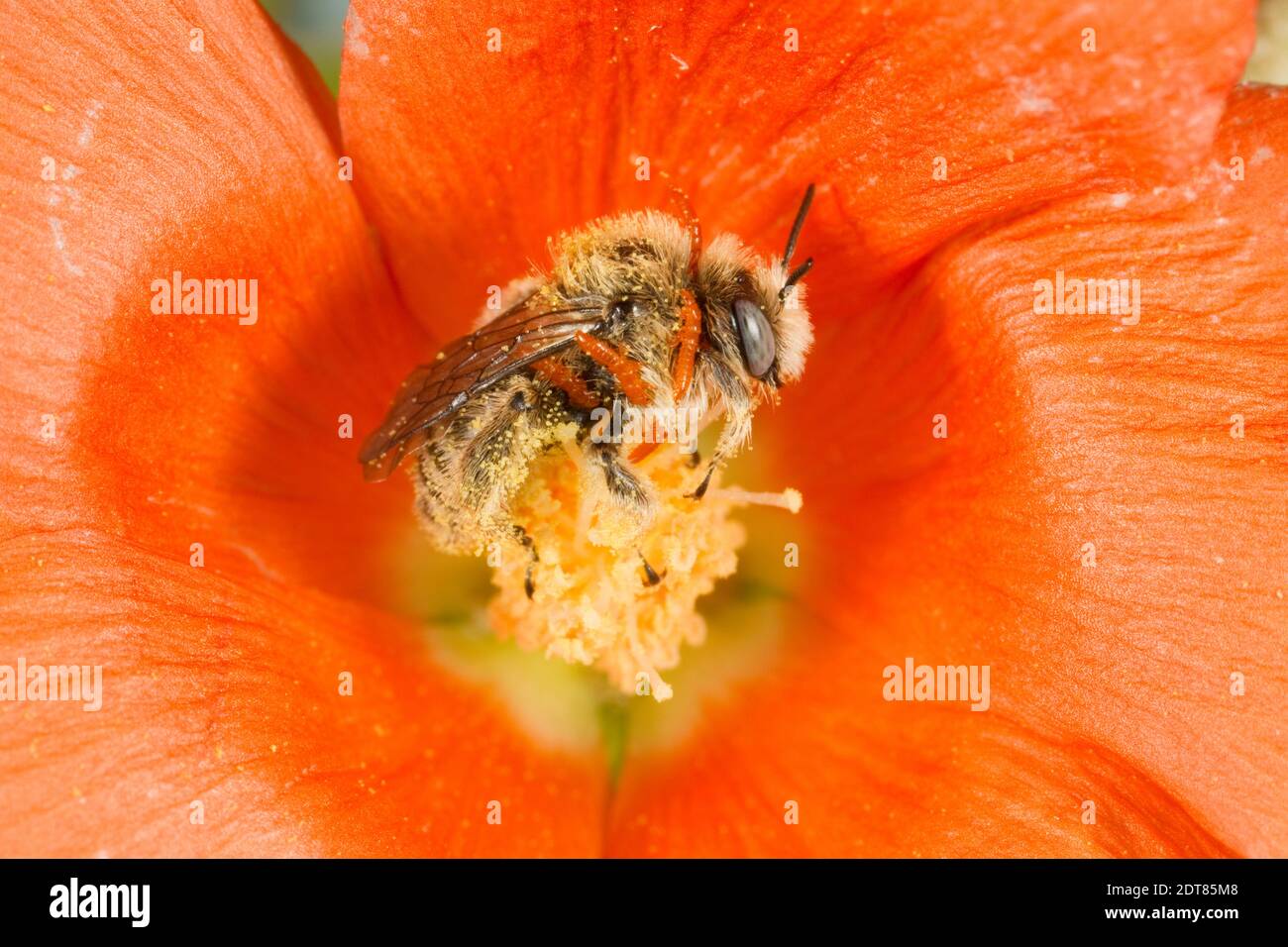 Unidentified Chimney Bee male, Diadasis sp., Apidae. Body Length 8 mm. Nectaring at Sphaeralcea sp., Malvaceae. With 6 triungulins on body. Stock Photo