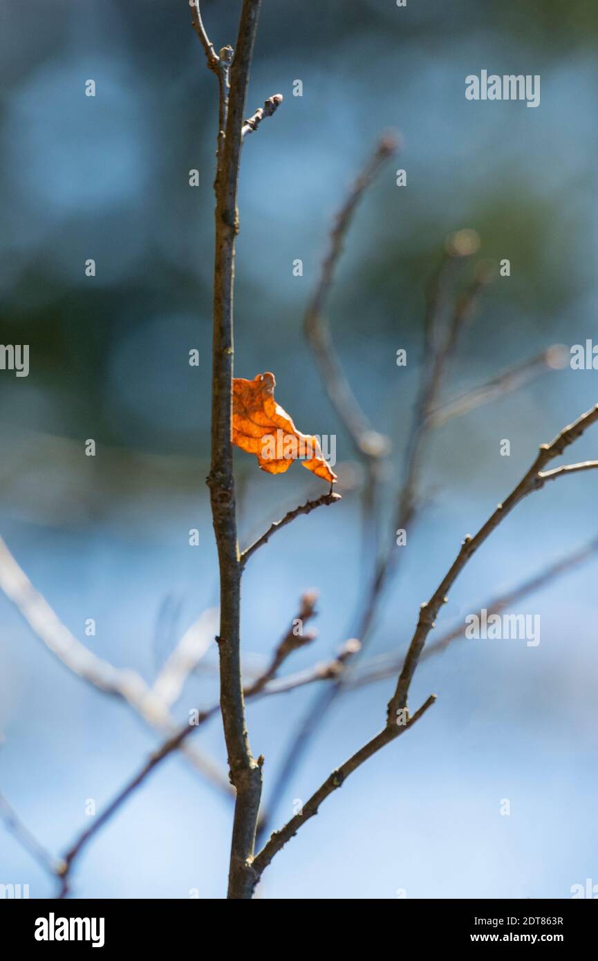 Close-up Of Leaves On Tree During Winter Stock Photo