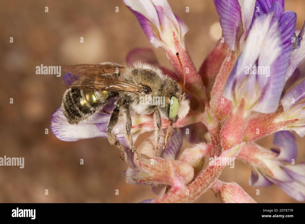 Mason Bee male, Osmia palmula, Megachilidae. Body Length 10 mm. Nectaring at Astragalus sp., Fabaceae. Stock Photo