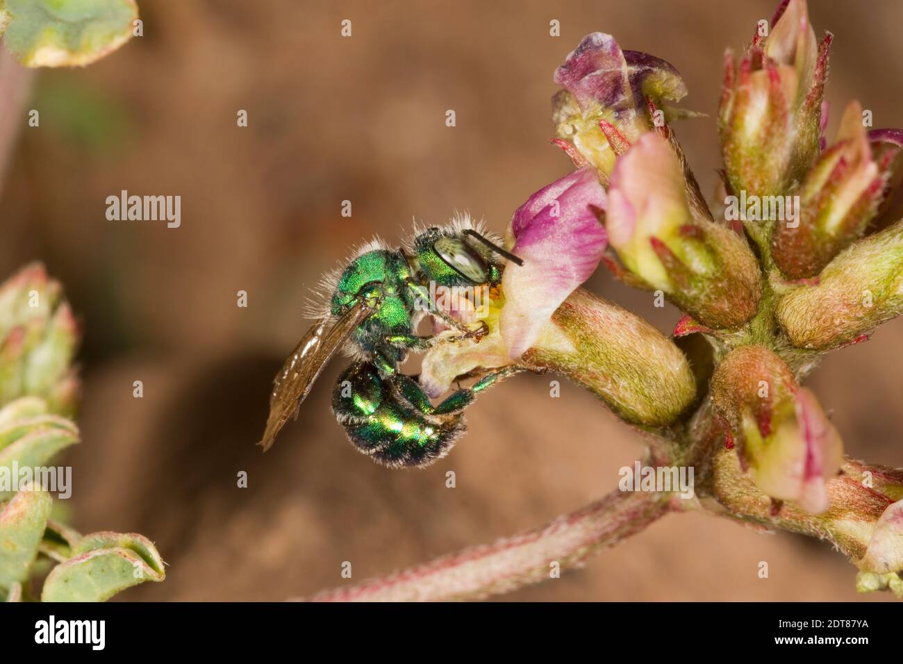 Mason Bee male, Osmia foxi, Megachilidae. Nectaring at Astragalus sp., Fabaceae. Stock Photo