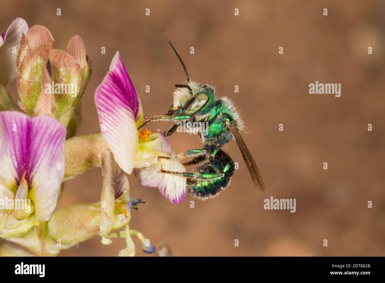 Mason Bee male, Osmia foxi, Megachilidae. Nectaring at Astragalus sp., Fabaceae. Stock Photo