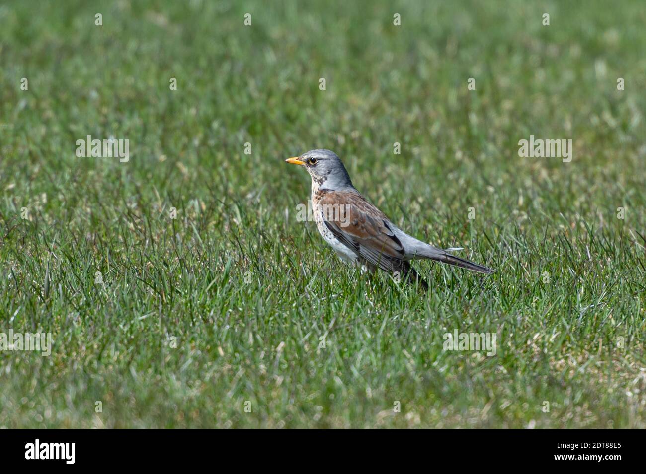 Bird Perching On A Grass Stock Photo