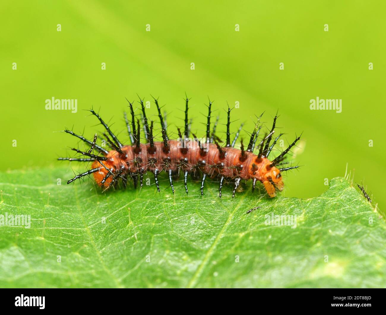 Closedup Of Spikes Caterpillar Stock Photo Alamy