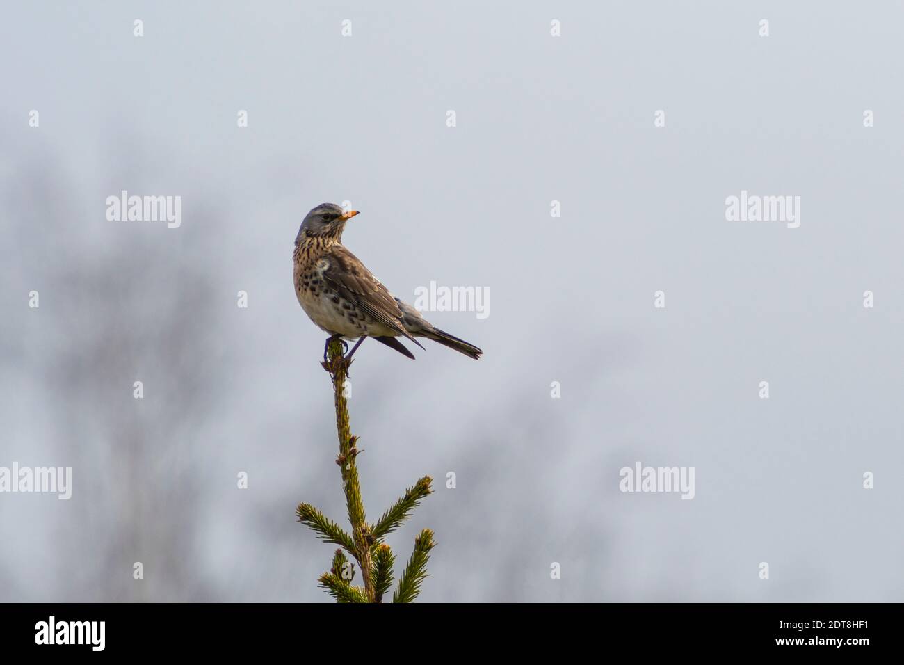 The Snowbird Stock Photo
