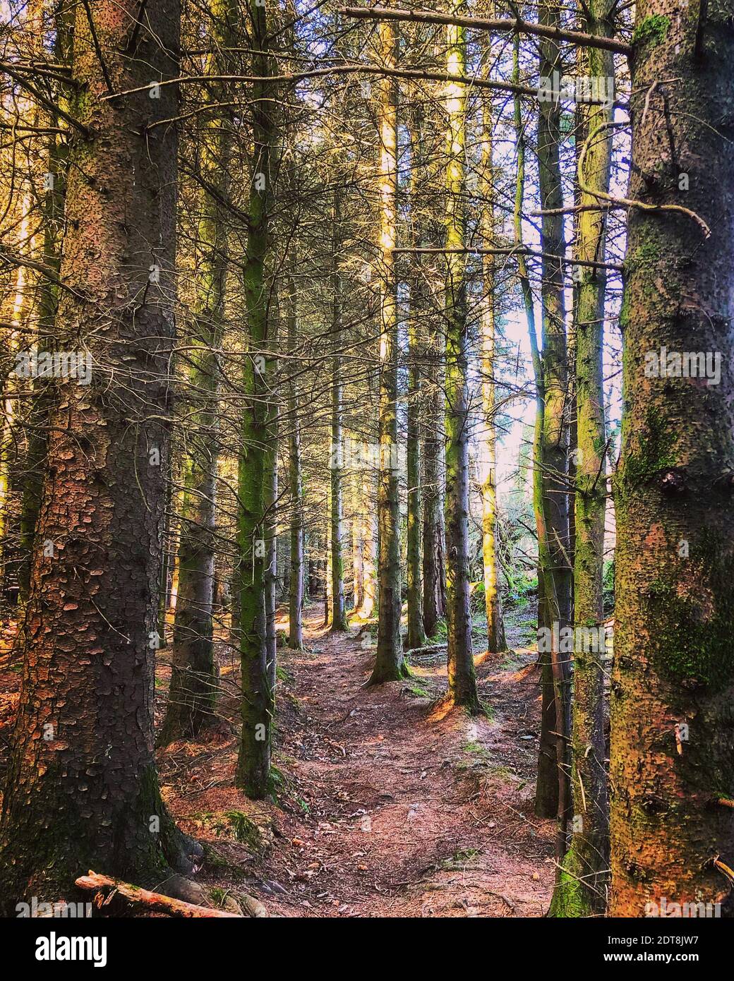 Trees Growing In Forest Stock Photo
