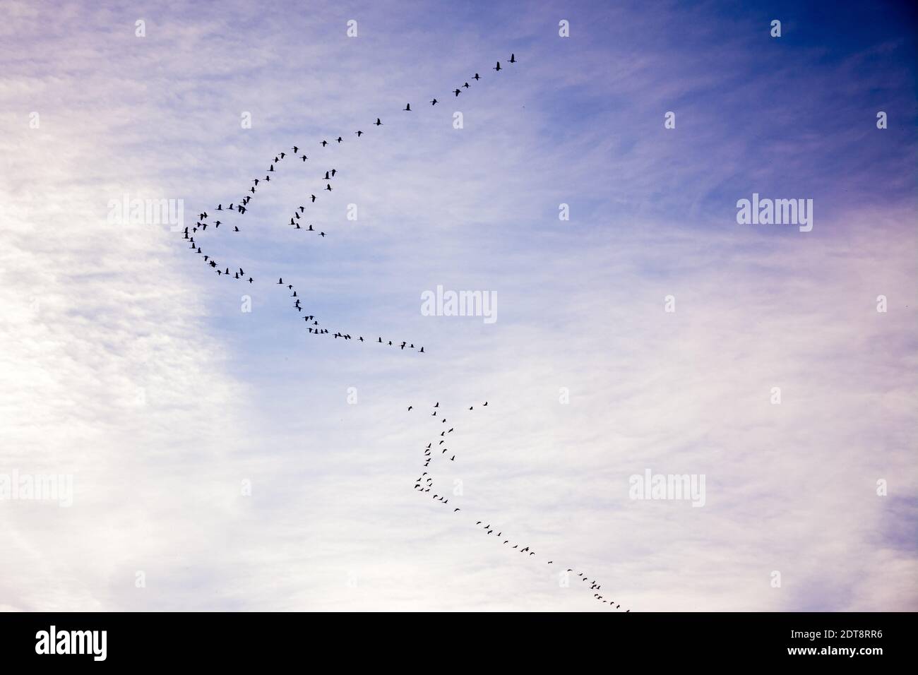 Silhouette of a group of cranes flying in a cloudy sky Stock Photo - Alamy