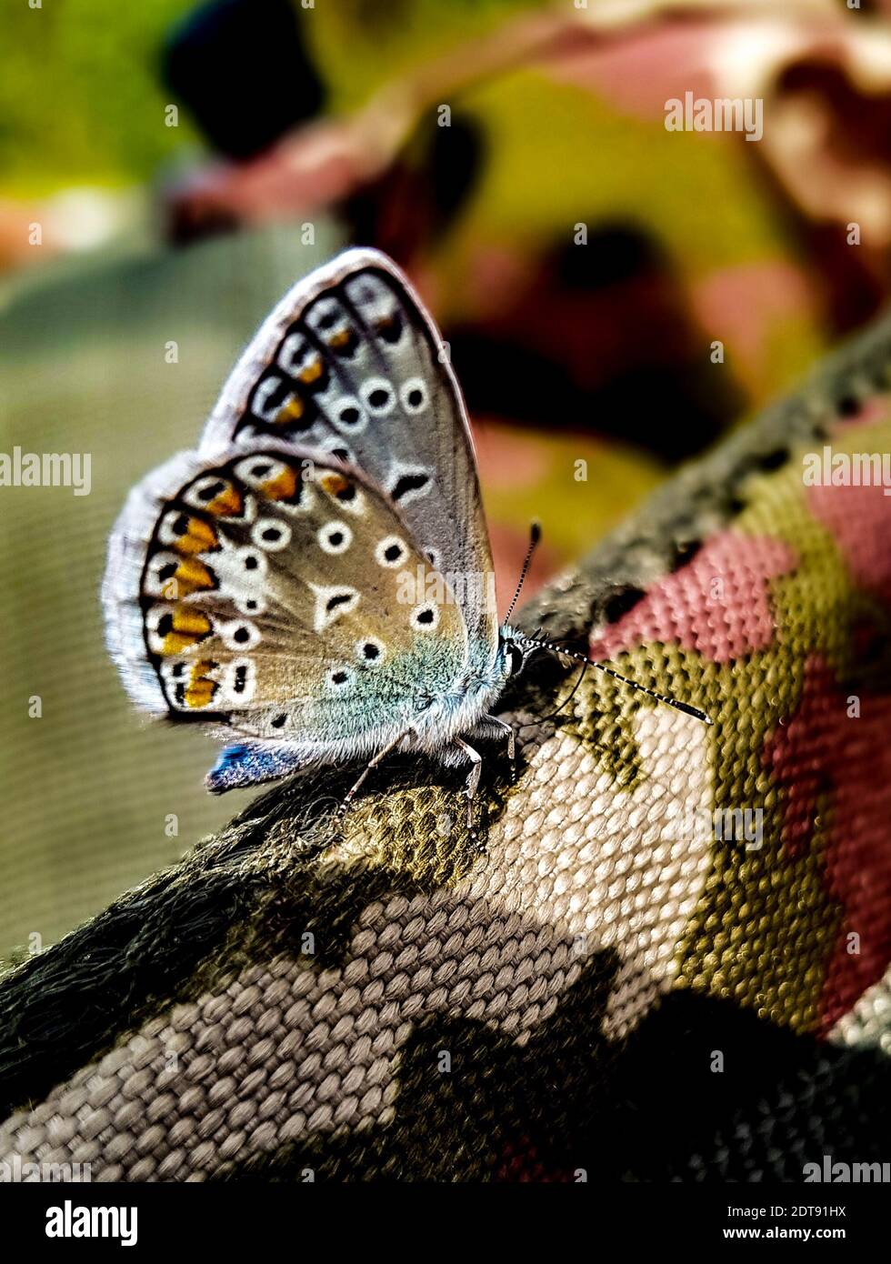 Butterfly Camouflage Into The Wild Stock Photo Alamy
