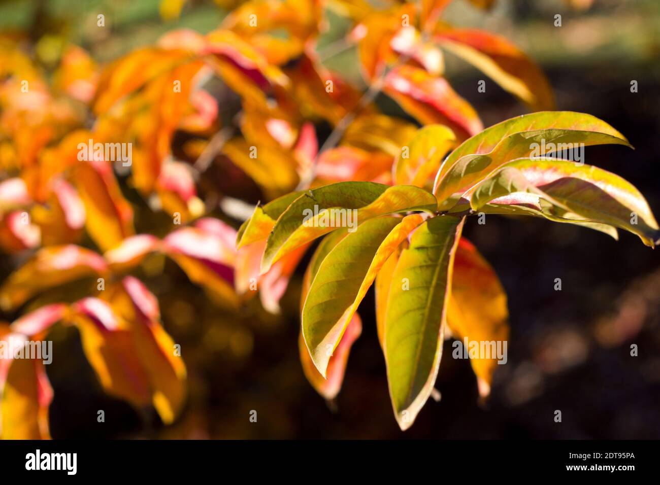 Crepe myrtle leaves in autumn Stock Photo - Alamy