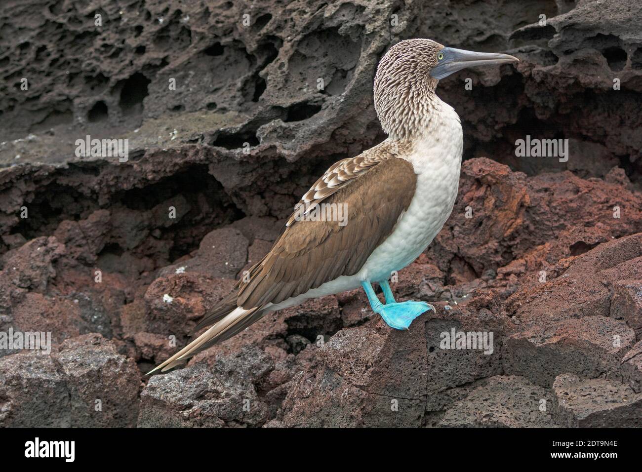 A Blue Footed Boobie on Volcanic Rock on Bartolome Island in the Galpagos in Ecuador Stock Photo