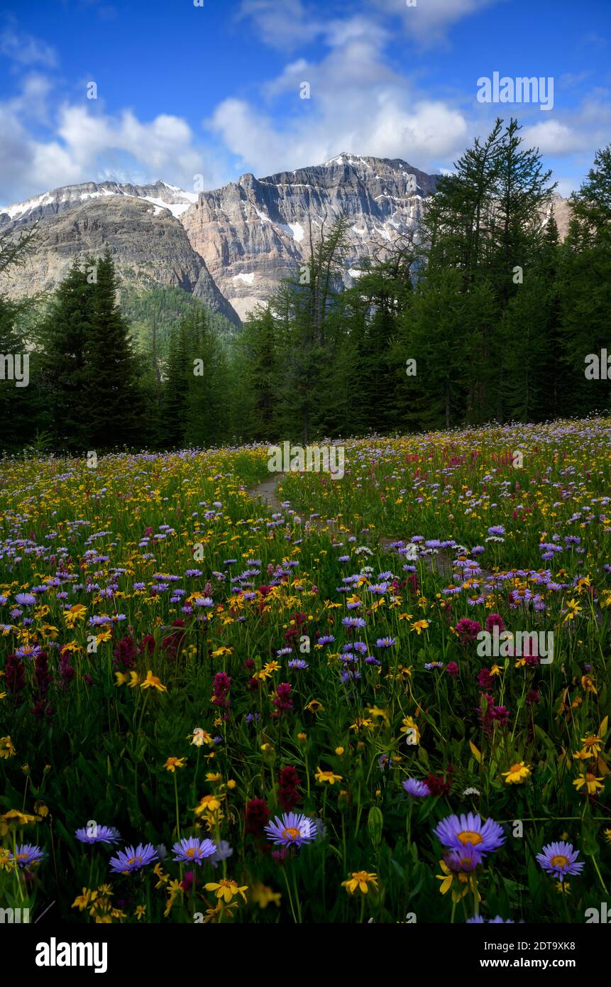 Cloud forest wildflowers hi-res stock photography and images - Alamy