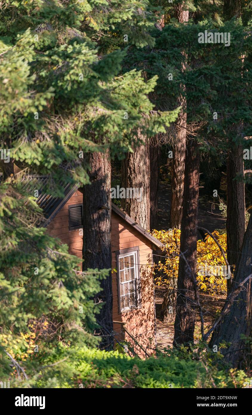 rustic wooden house in a deep forest in british columbia. Selective focus, travel photo. Stock Photo