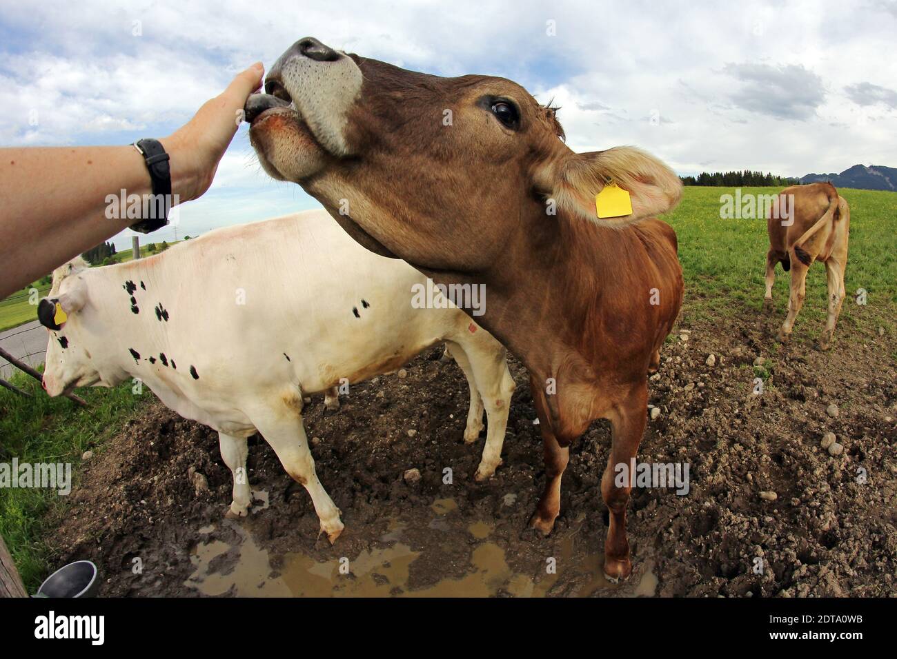 A young dairy cow licks the hand of a woman Stock Photo Alamy