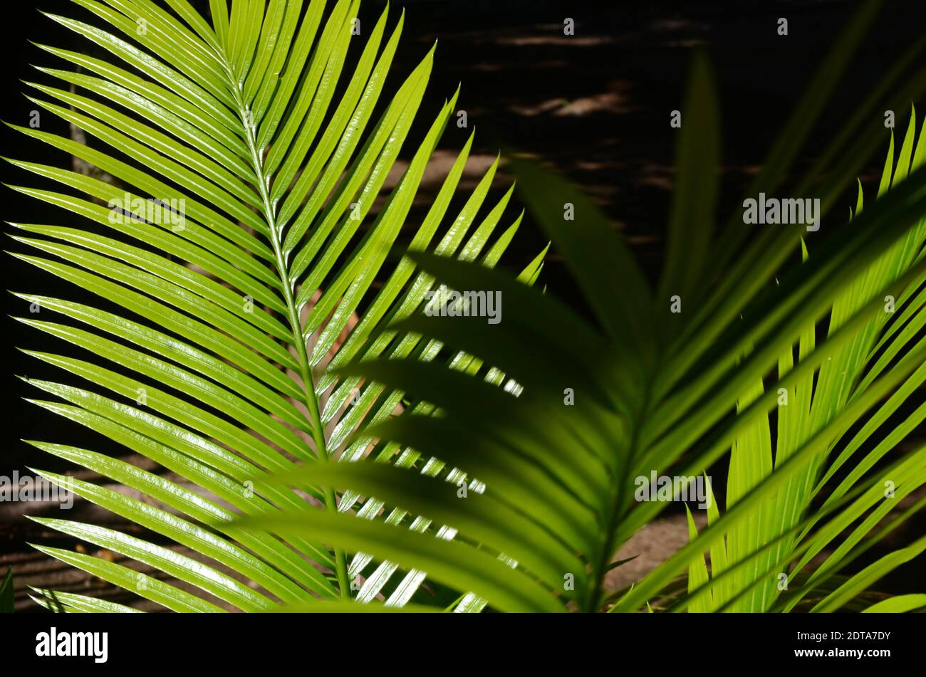 Close-up Of Palm Tree Leaves Stock Photo