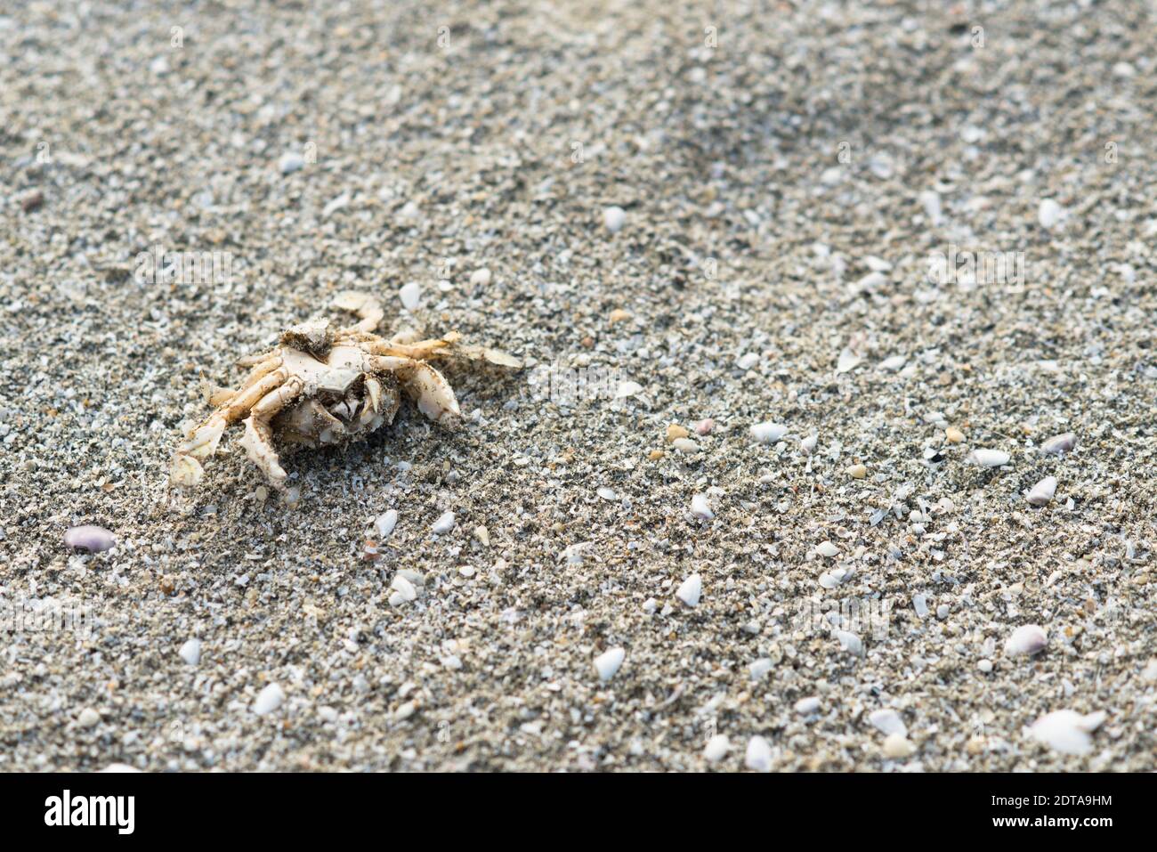 Dead aquatic animals hi-res stock photography and images - Alamy Dead aquatic animals hi-res stock photography and images - Alamy
