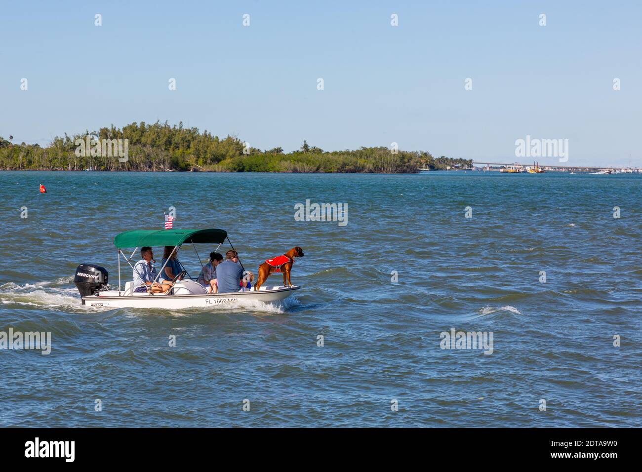 A safety conscious boxer shows the way as this family's small boat plies the waters of the St. Lucie River near Port Salerno, Florida, USA. Stock Photo