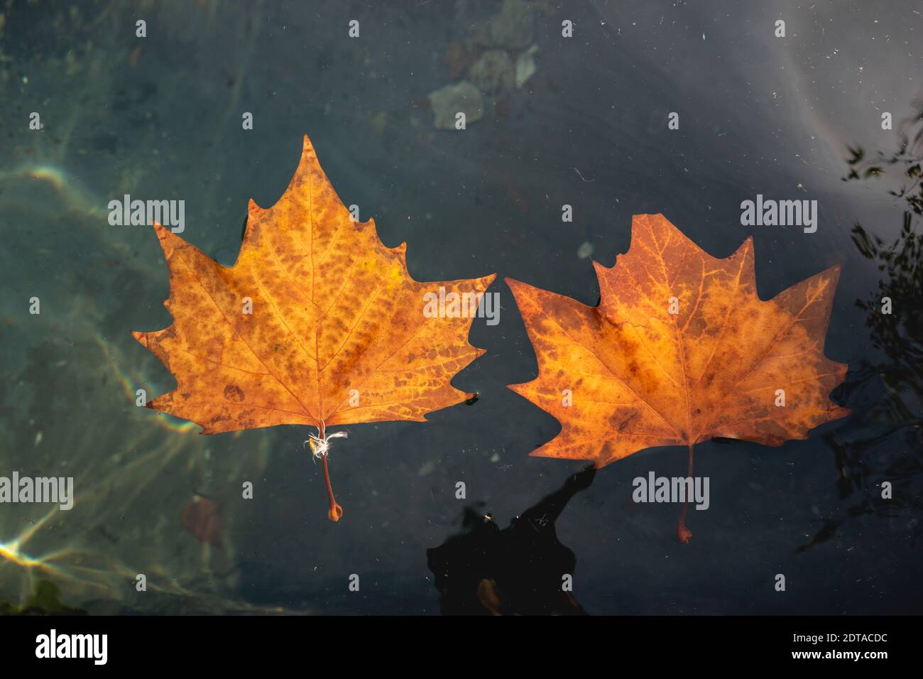 Autumn Leaves Floating On Clear Water Stock Photo Alamy
