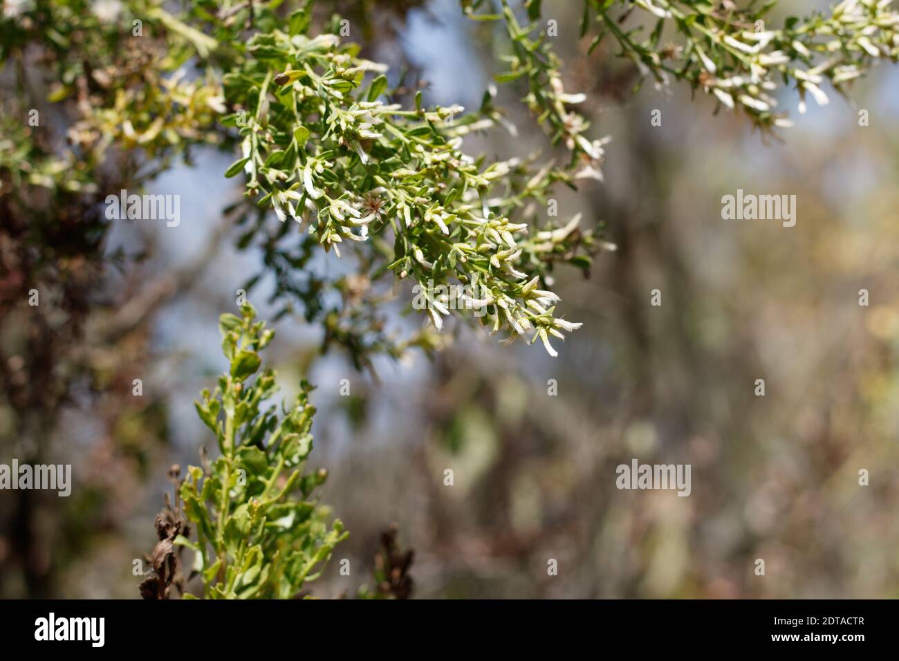 White pistillate bloom, Coyote Bush, Baccharis Pilularis, Asteraceae, native shrub, Ballona Freshwater Marsh, Southern California Coast, Autumn. Stock Photo