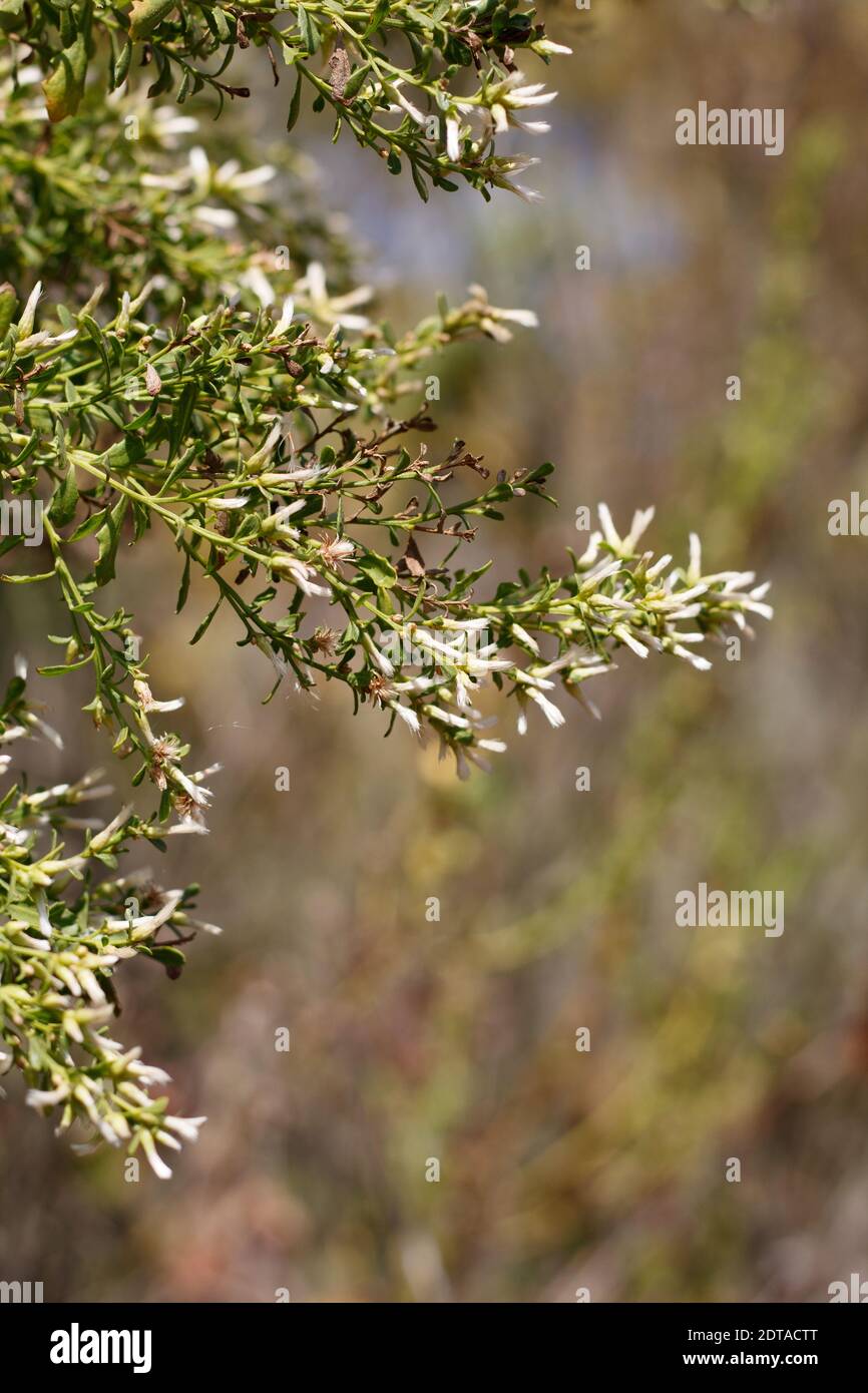 White pistillate bloom, Coyote Bush, Baccharis Pilularis, Asteraceae, native shrub, Ballona Freshwater Marsh, Southern California Coast, Autumn. Stock Photo