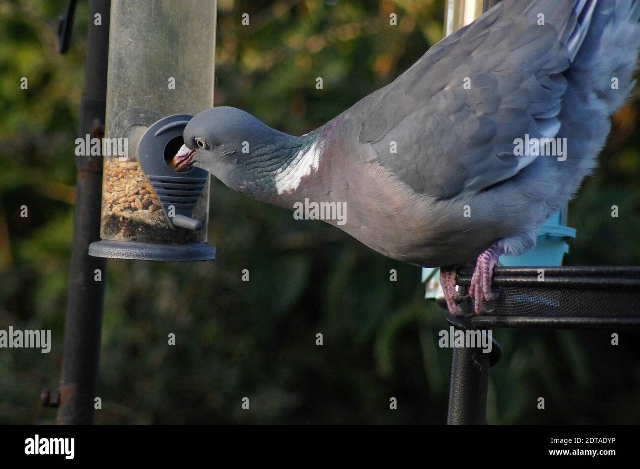 pigeon latin pipio -onis - LAROUSSE