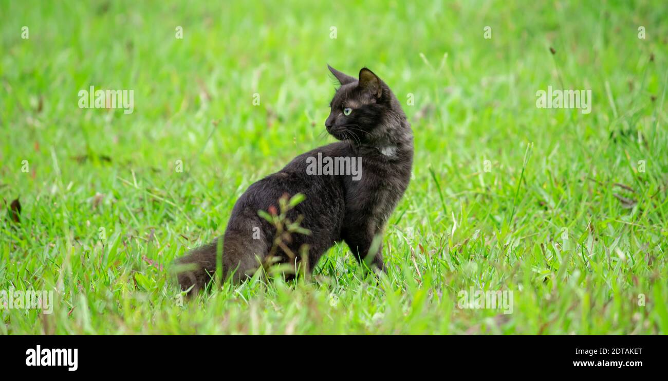 the darkskinned cat turns around standing in the green grass field