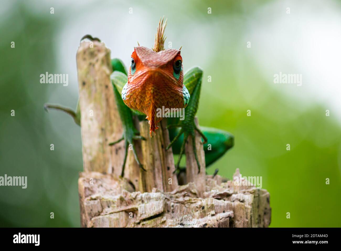 Common green forest lizard on a wooden pole, arrogant animal looking at the camera, orange color head and green saturated changeable color skin close Stock Photo