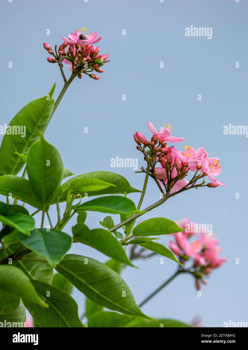 Beautiful pink wildflowers hi-res stock photography and images - Alamy