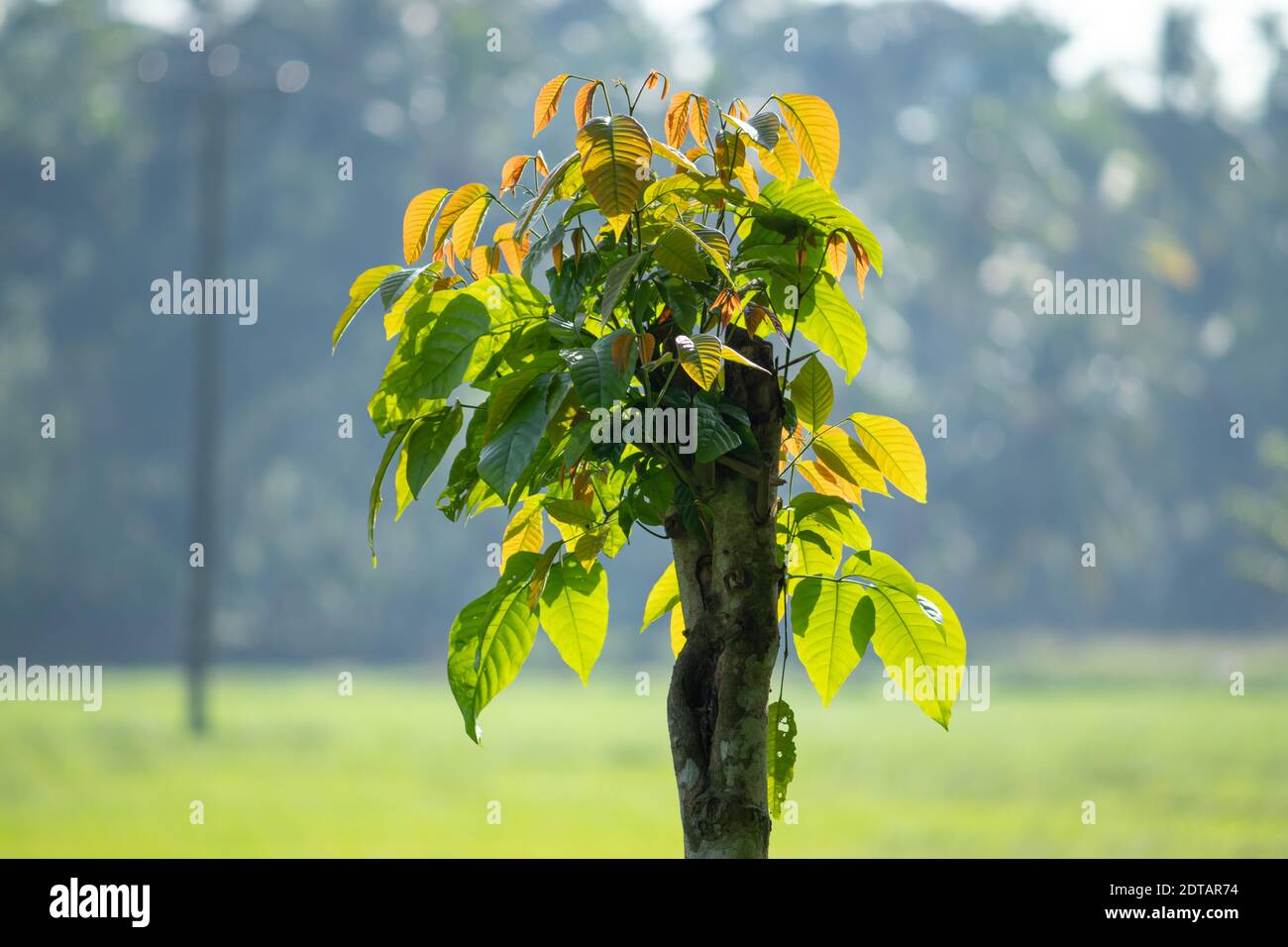 Fresh Donga tree leaves glowing in the early morning sunlight, fresh beginnings concept. Stock Photo