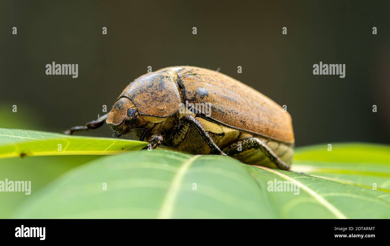 European chafer beetle on a green leaf closeup side macro photo, old hairy beetle looking for food, bokeh background. Stock Photo