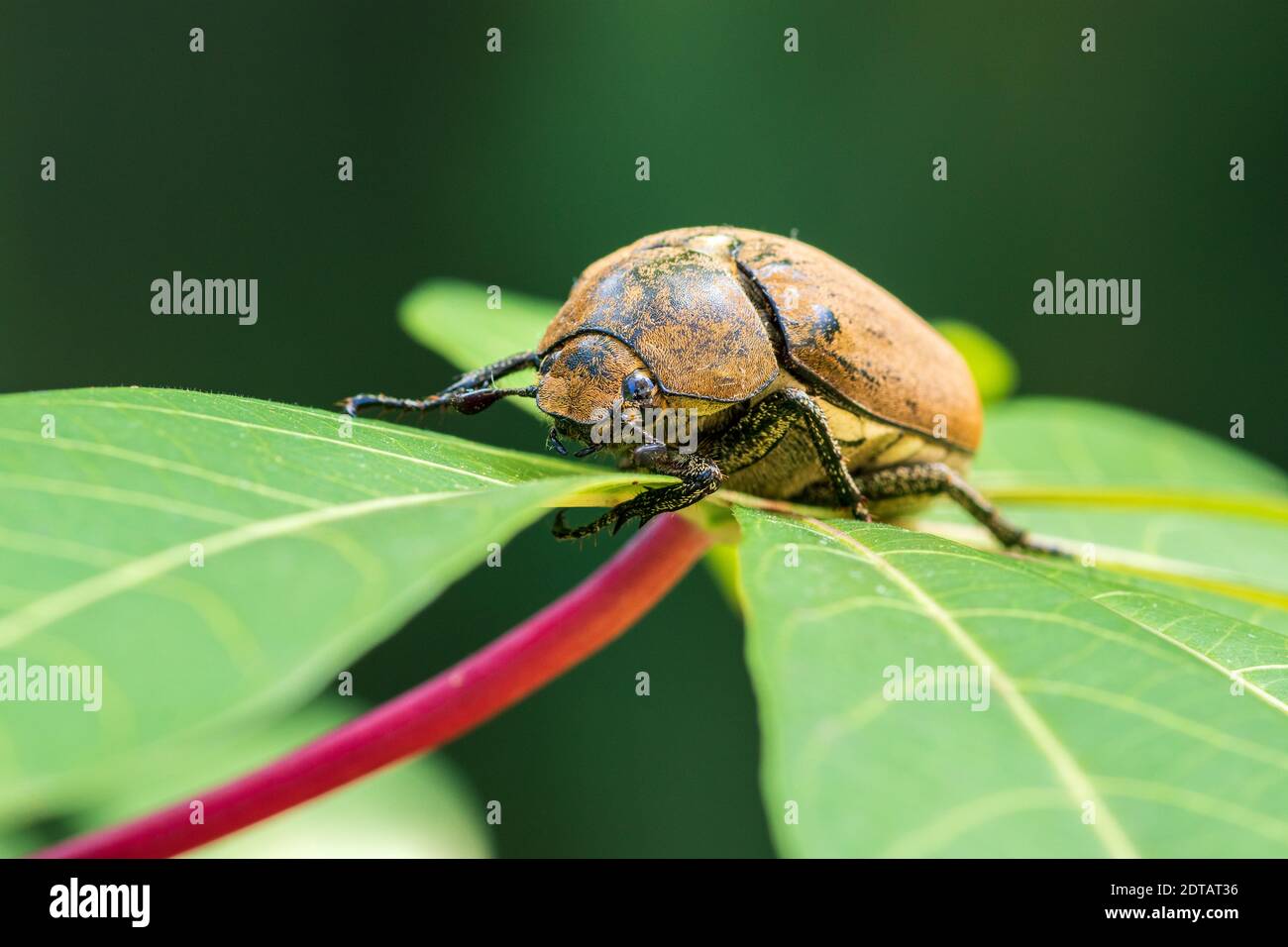 Beautiful European chafer beetle on a green leaf closeup front face macro photo, old hairy beetle looking for food, soft bokeh background. Stock Photo