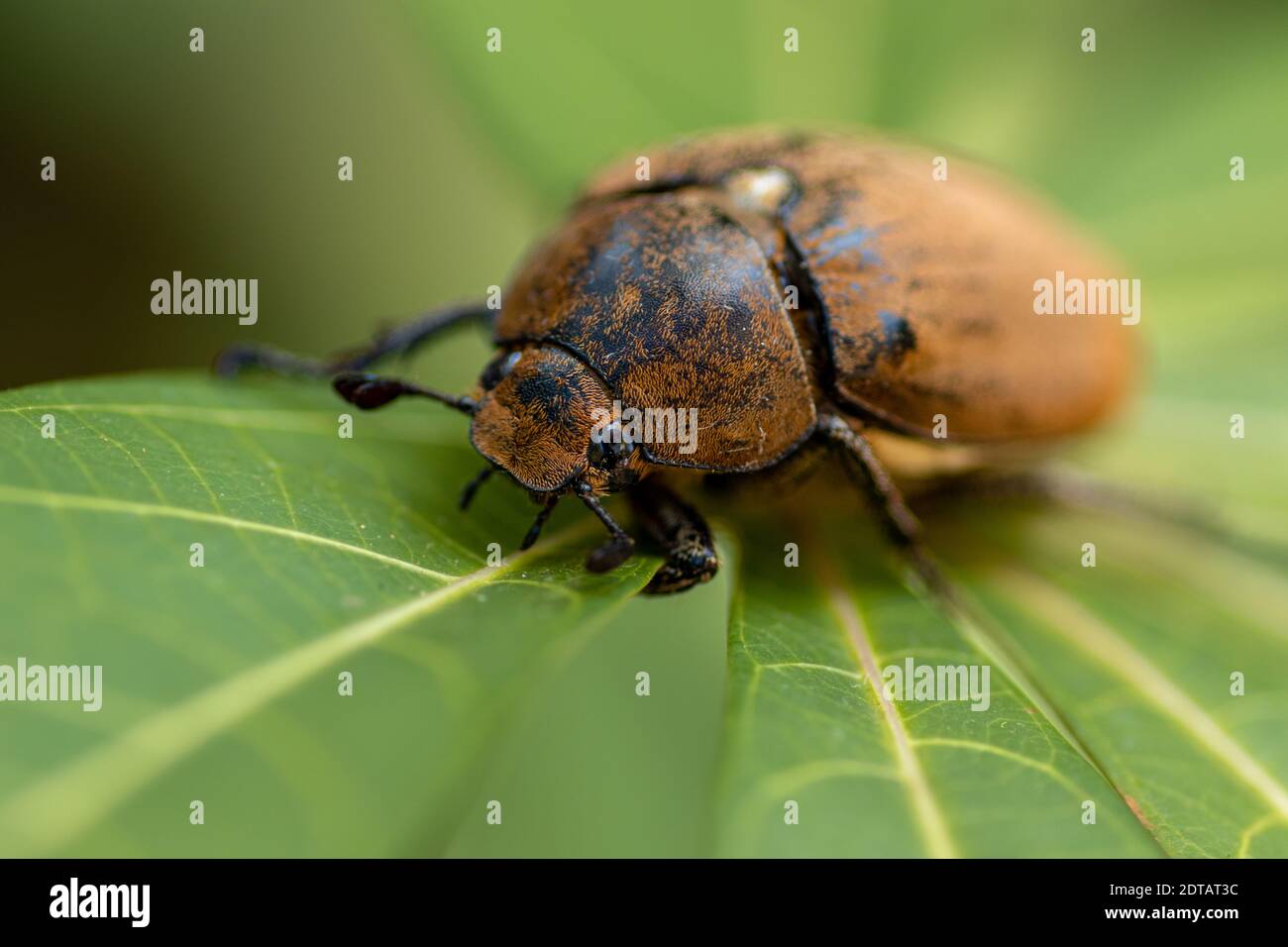 European chafer beetle on a green leaf closeup front body parts macro photo, old hairy beetle looking for food. Stock Photo