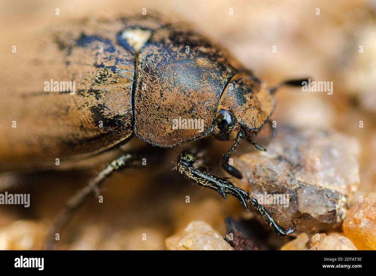 Old European chafer beetle on the sand macro photo, hairy beetle eye closep, Stock Photo