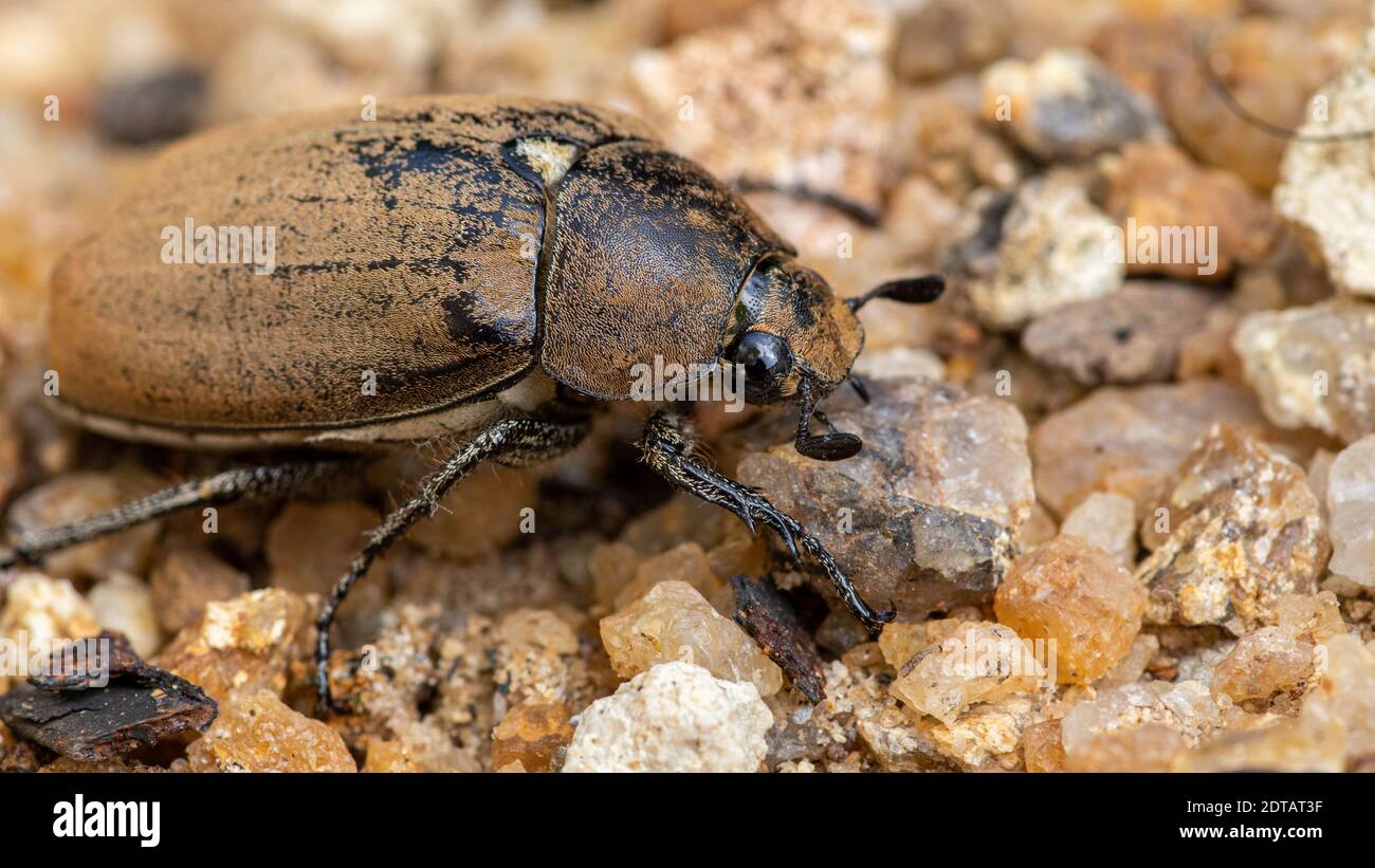 Old European chafer beetle on sand closeup macro photo, hairy beetle looking for food, Stock Photo