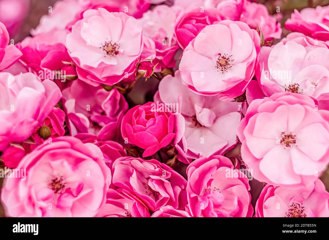 Beautiful cluster of flowers - pink roses background Stock Photo - Alamy