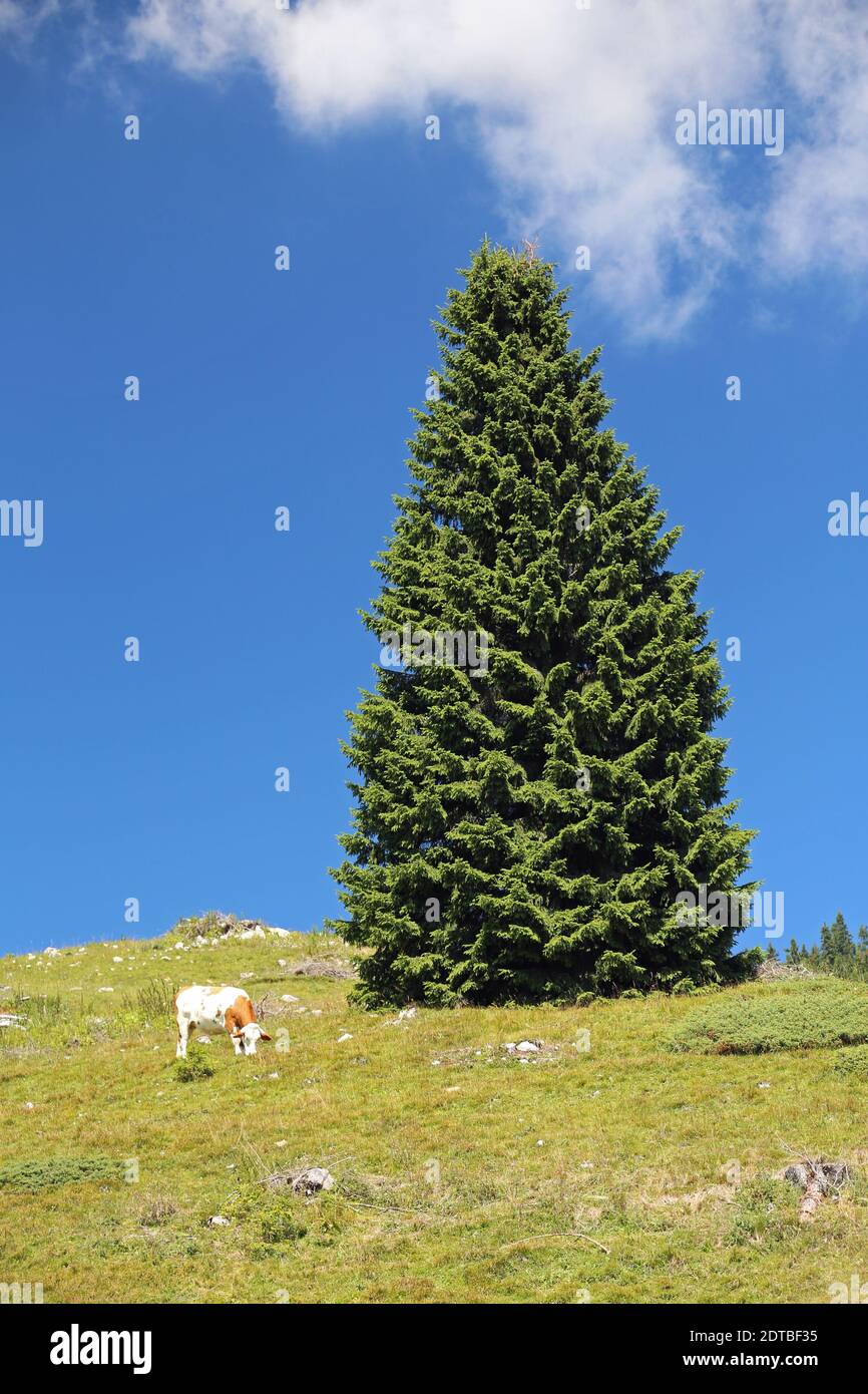 Low Angle View Of Tree On Field Against Sky Stock Photo