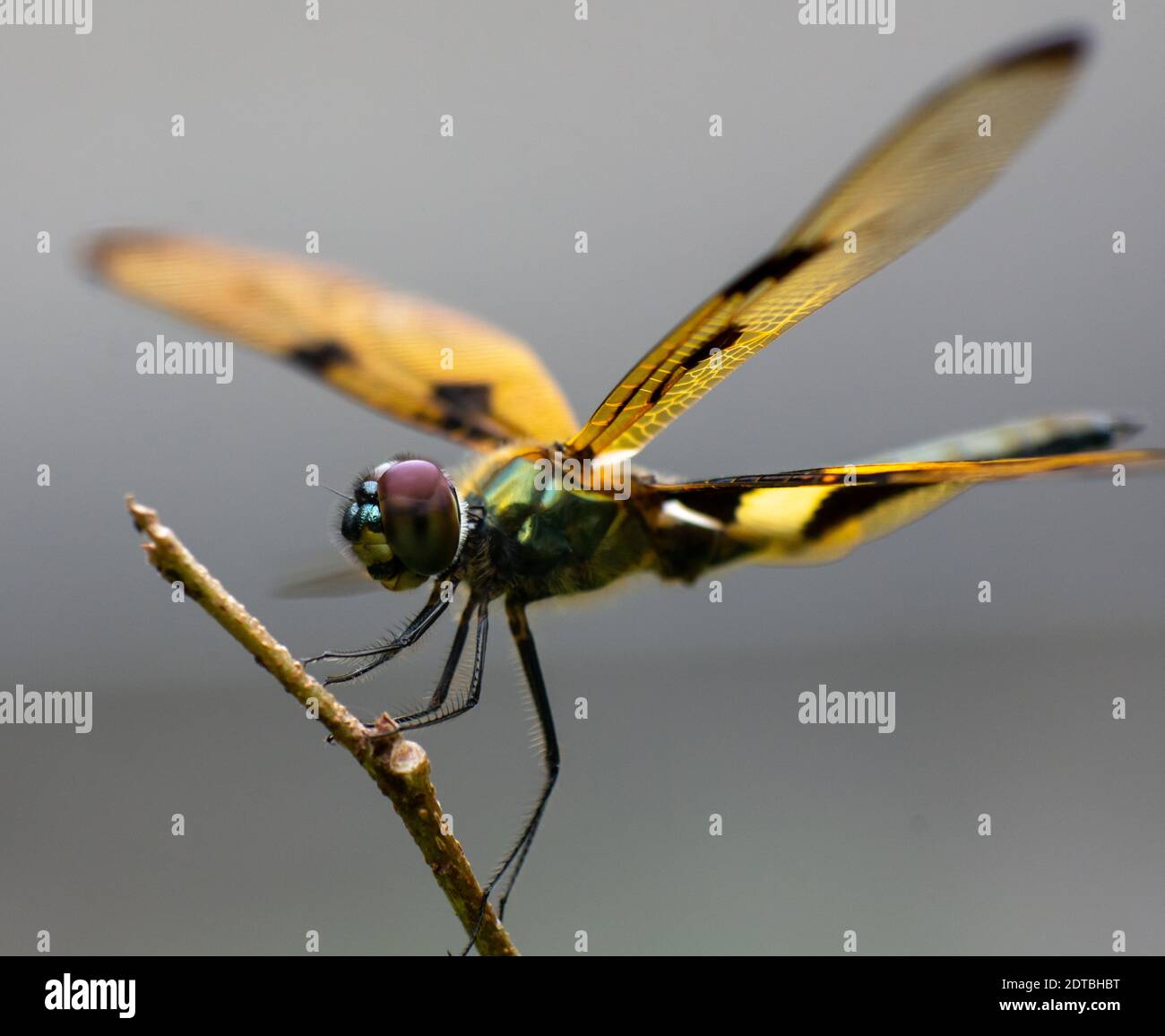 A dragonfly is an insect belonging to the order Odonata, infraorder Anisoptera Stock Photo