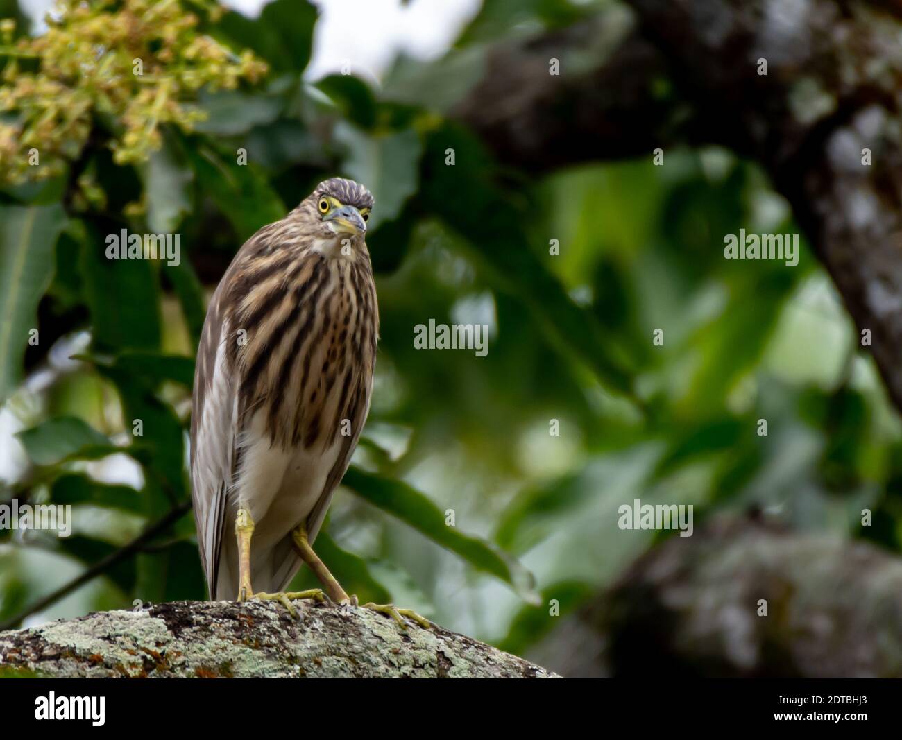 Very common bird usually found in paddy fields throughout the island. It also lives close to tanks, lagoons and marshlands. Stock Photo