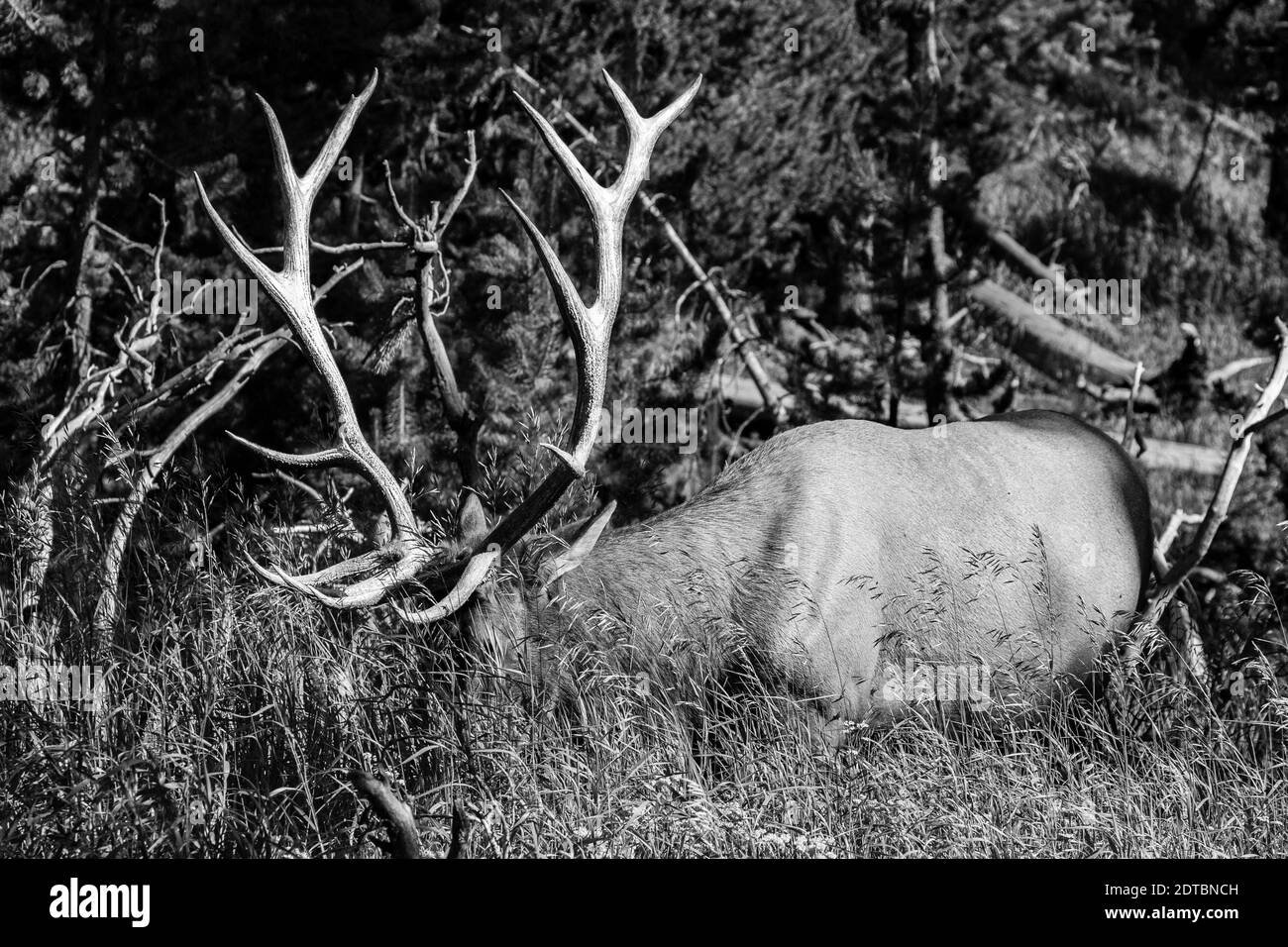 Bull Elk Cervus Elaphus Feeding In Tall Grass Horizontal Stock Photo