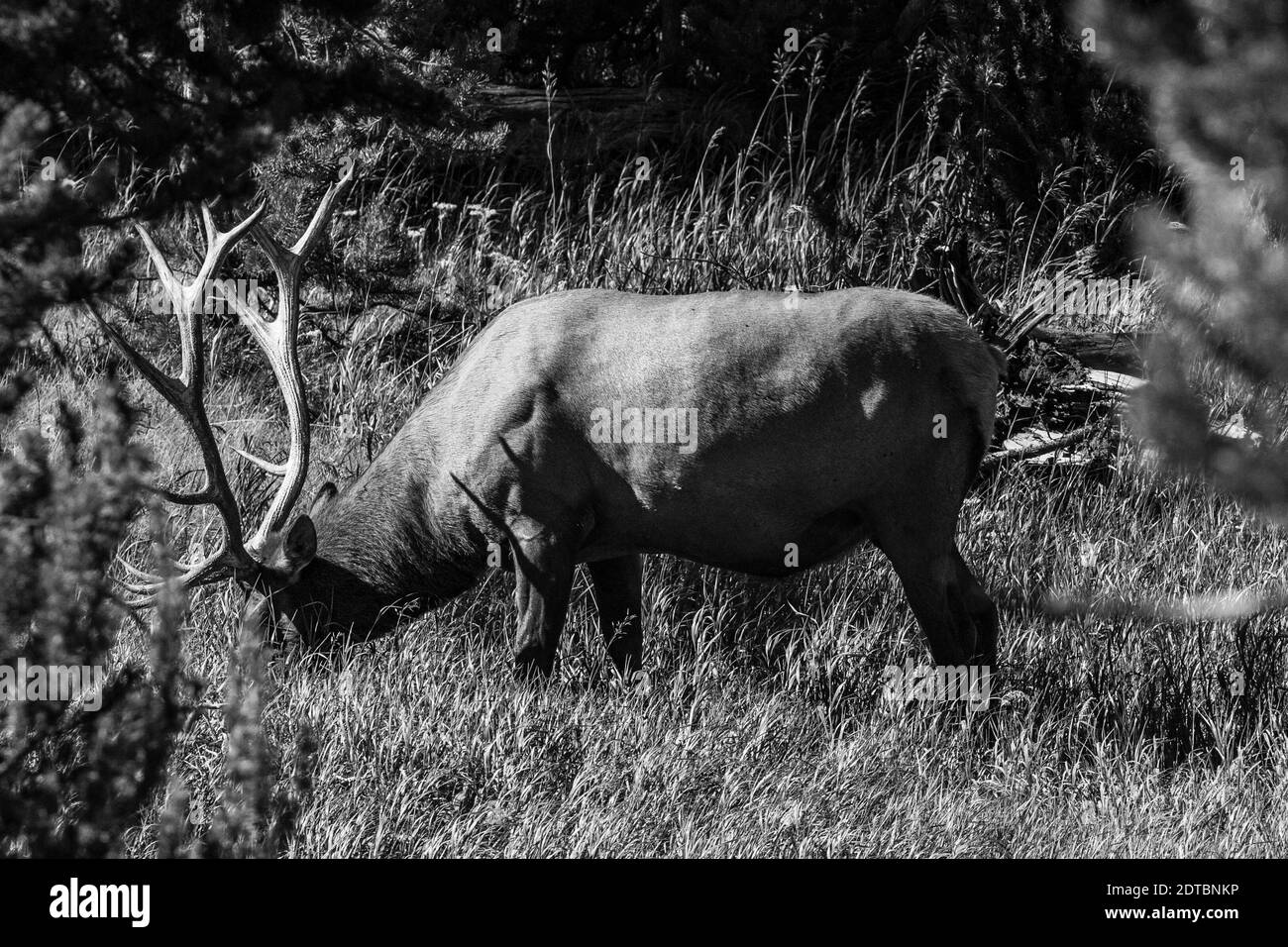 Bull Elk (Cervus elaphus) feeding in tall grass, horizontal Stock Photo